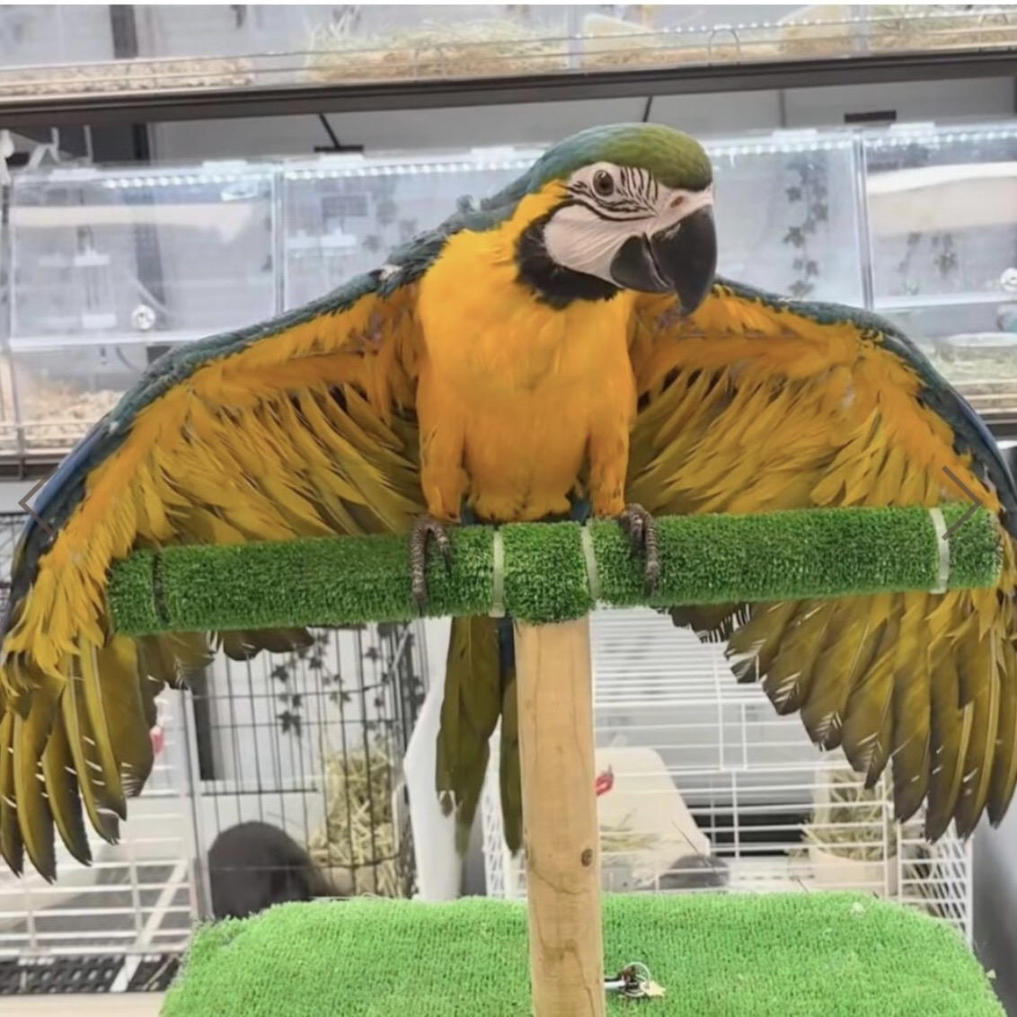 ベニコンゴウインコ - 神戸深江浜店 | ペッツワン