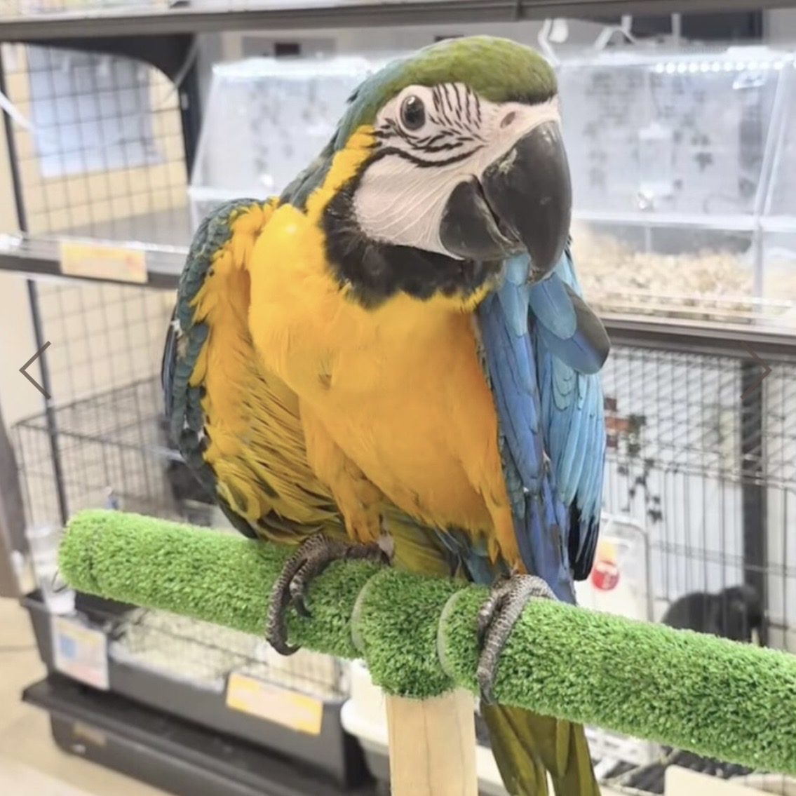 ベニコンゴウインコ - 神戸深江浜店 | ペッツワン
