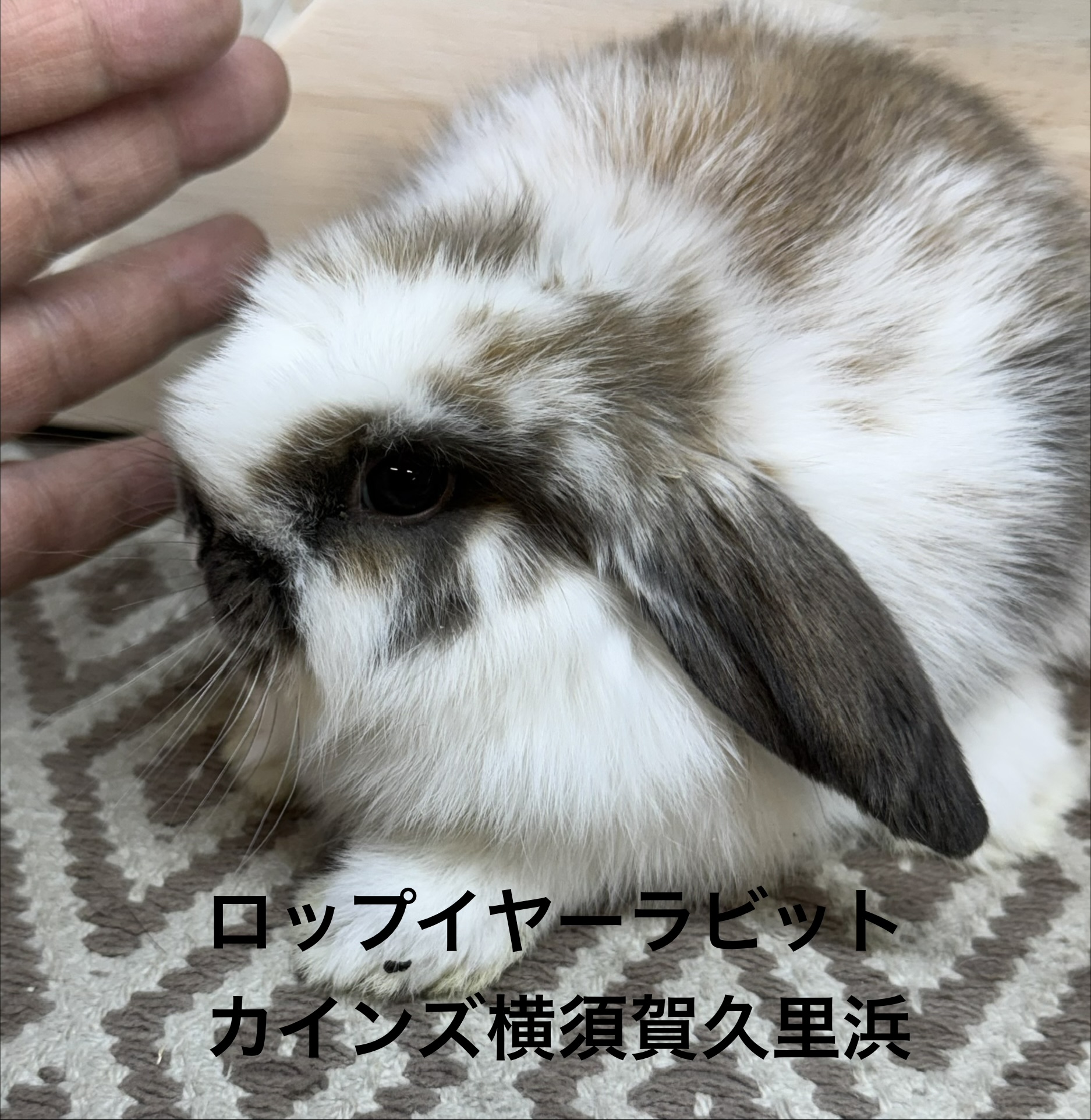 ロップイヤーラビット - 横須賀久里浜店 | ペッツワン