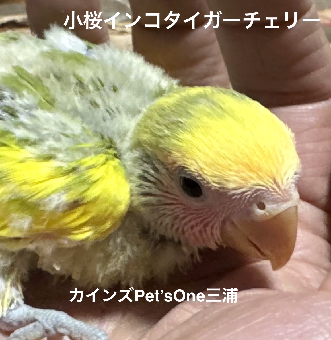コザクラインコ - 三浦店 | ペッツワン