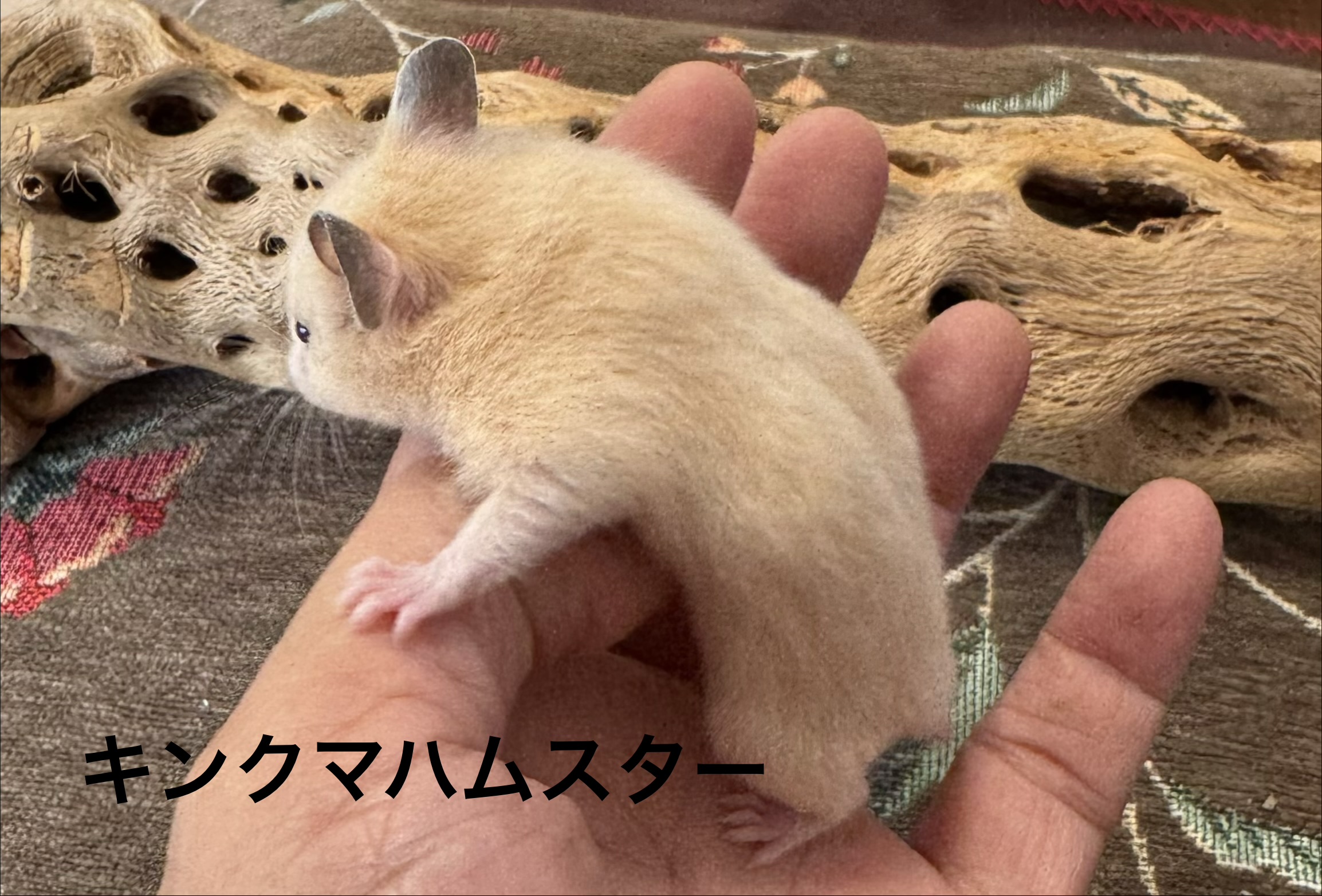 キンクマハムスター - 三浦店 | ペッツワン