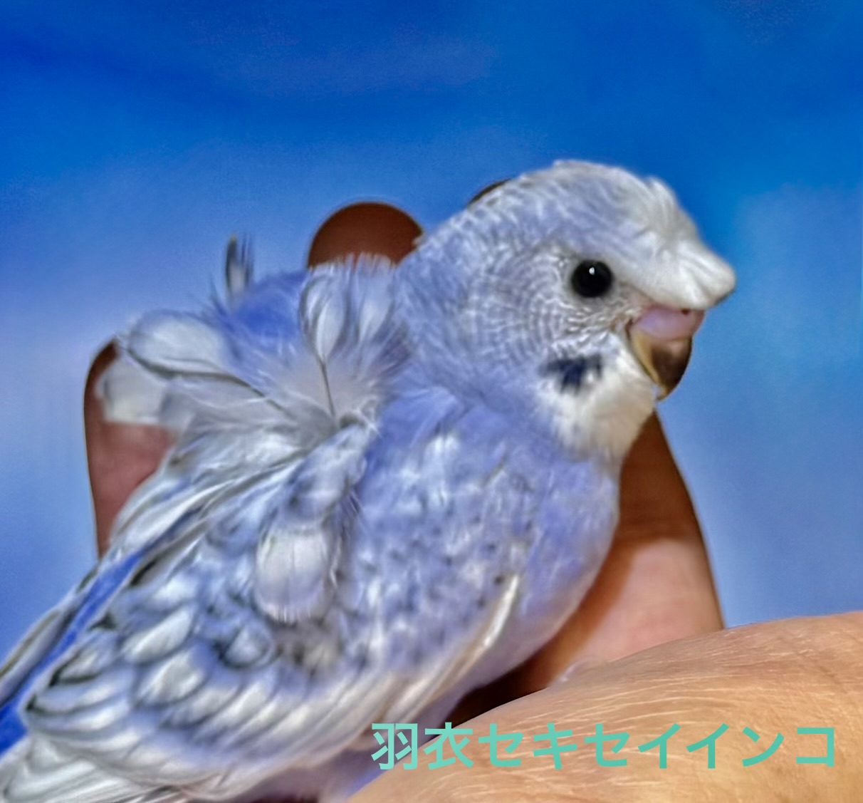 羽衣セキセイインコ - 三浦店 | ペッツワン