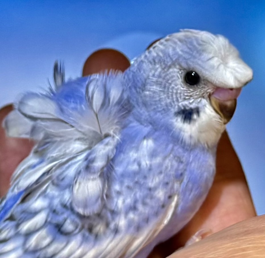 PUEBCO セキセイインコほか 7羽セット 未開封 セキセイインコ2羽（メス」東京都 - 鳥の里親募集(506628) 6枚目の
