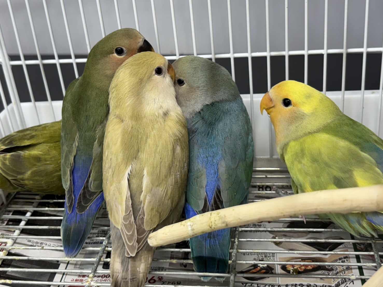 コザクラインコ - 新座店 | ペッツワン
