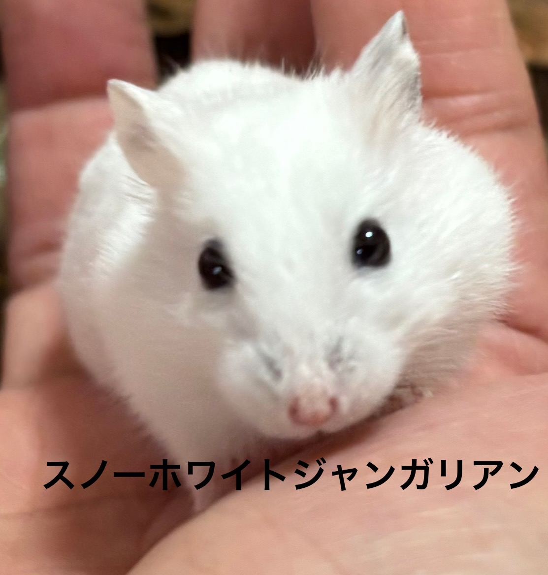 ジャンガリアンハムスター - 横須賀久里浜店 | ペッツワン