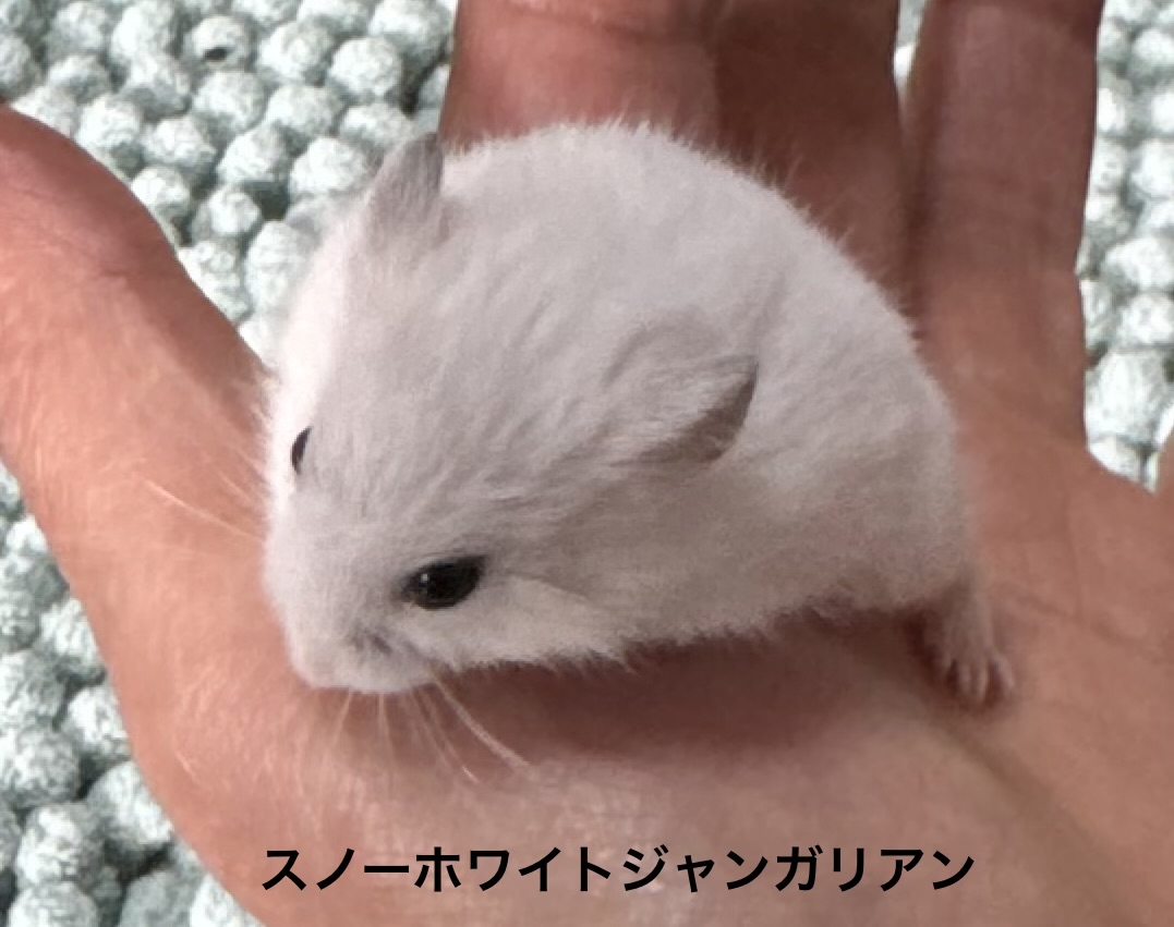 ジャンガリアンハムスター - 三浦店 | ペッツワン