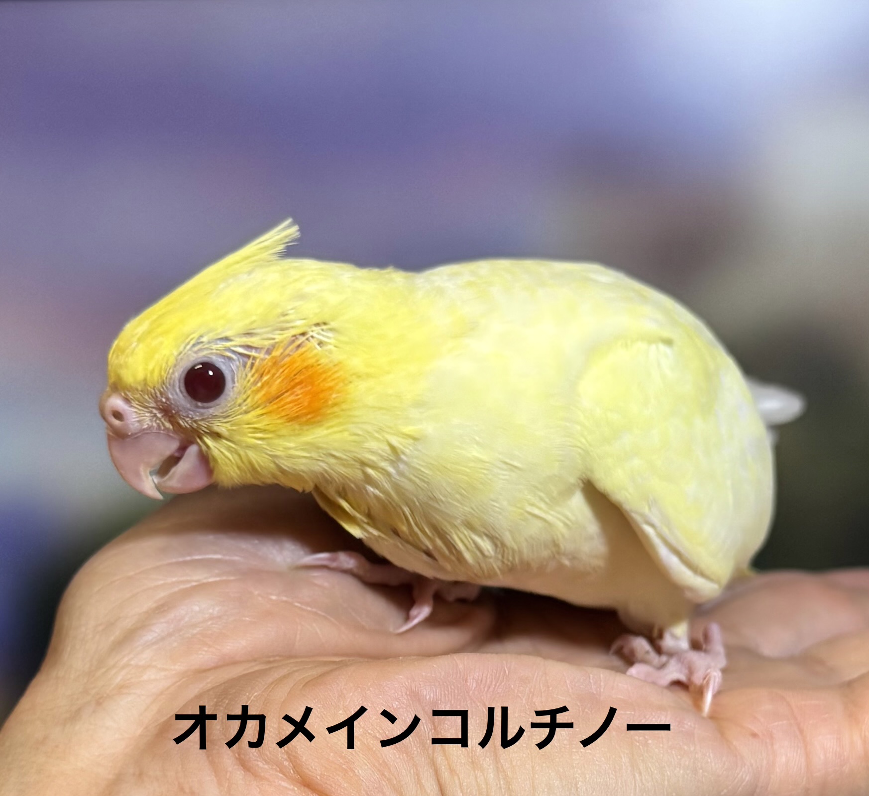 オカメインコ - 横須賀久里浜店 | ペッツワン