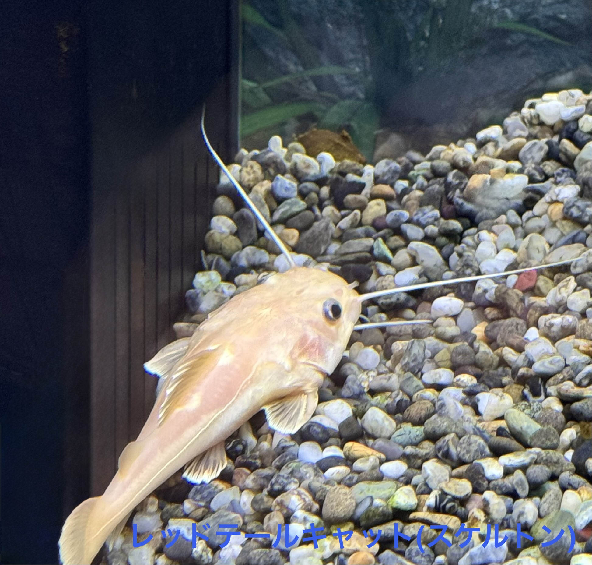 熱帯魚 インターアクア]水草＆熱帯魚最新入荷案内 | 名古屋のペットショップ