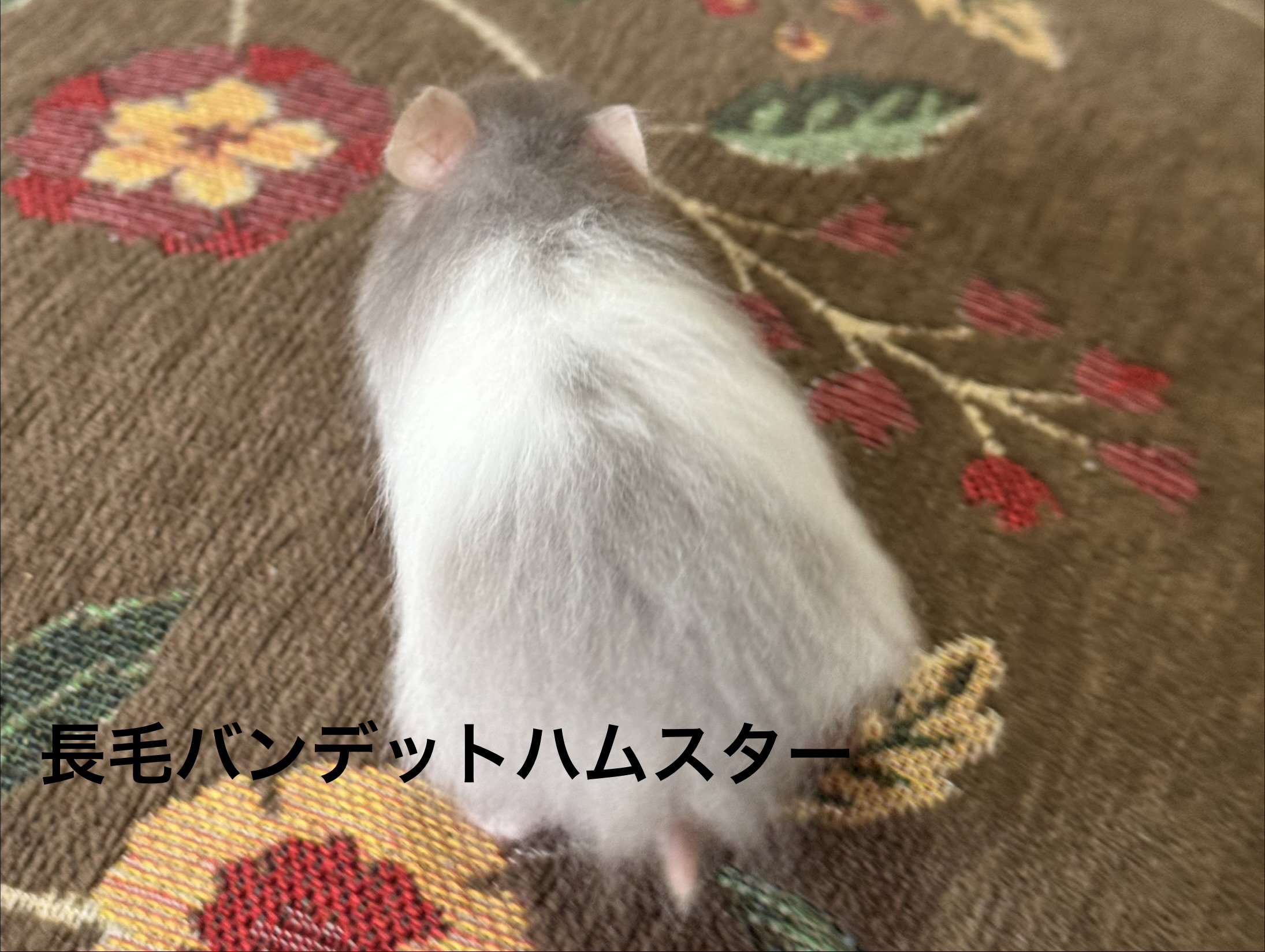 ゴールデンハムスター - 横須賀久里浜店 | ペッツワン