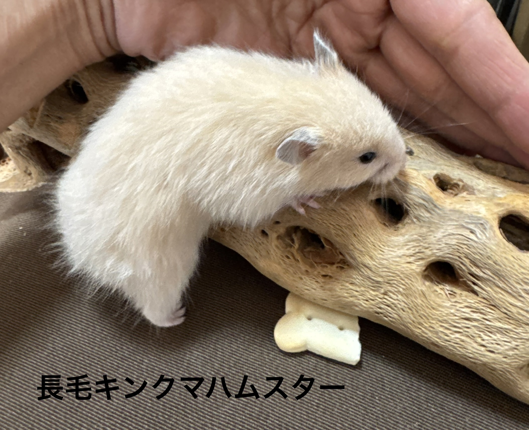 キンクマハムスター - 横須賀久里浜店 | ペッツワン