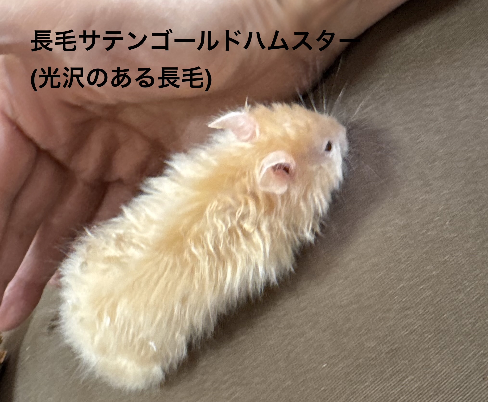 ゴールデンハムスター - 横須賀久里浜店 | ペッツワン