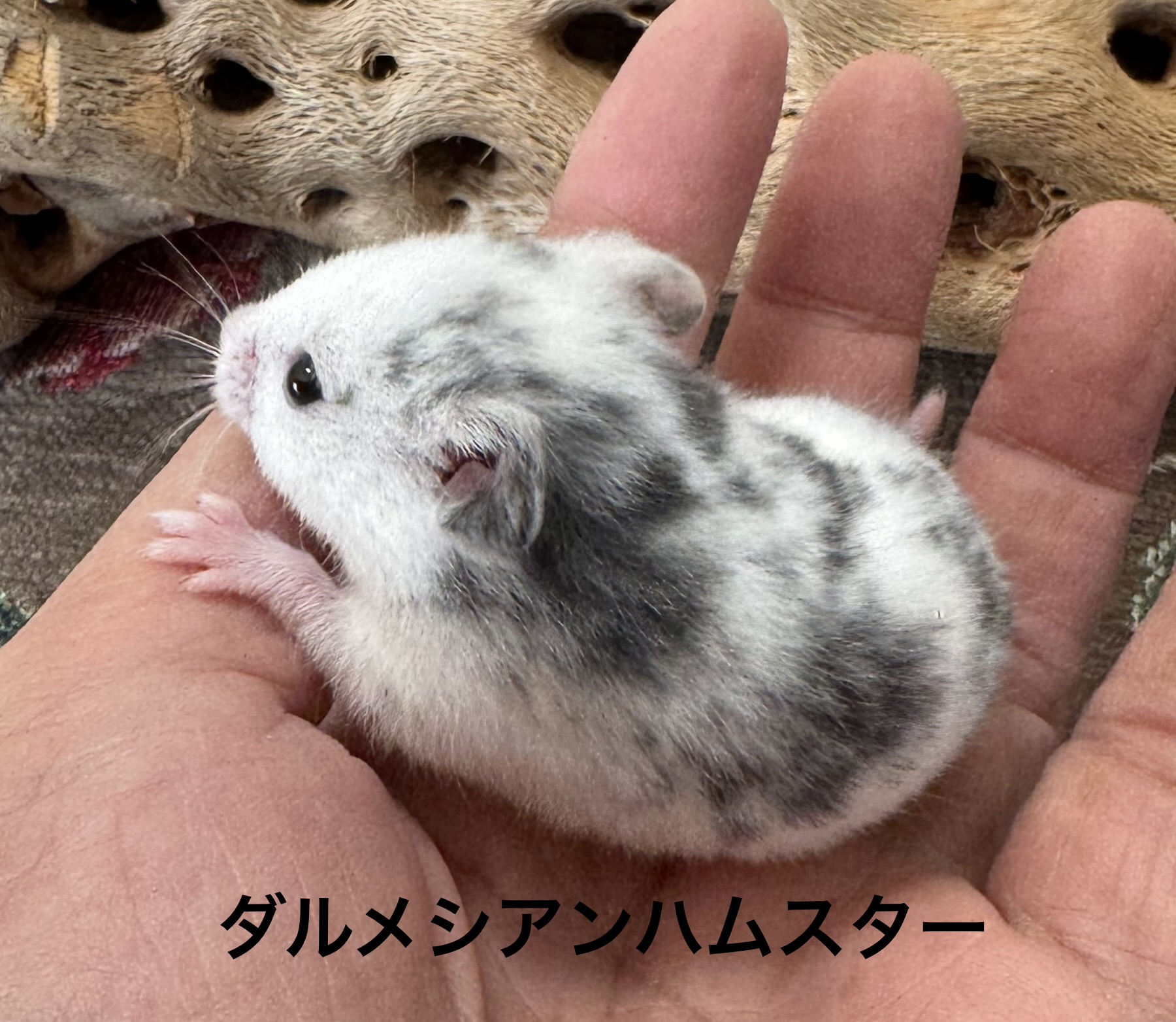 ダルメシアンハムスター - 三浦店 | ペッツワン