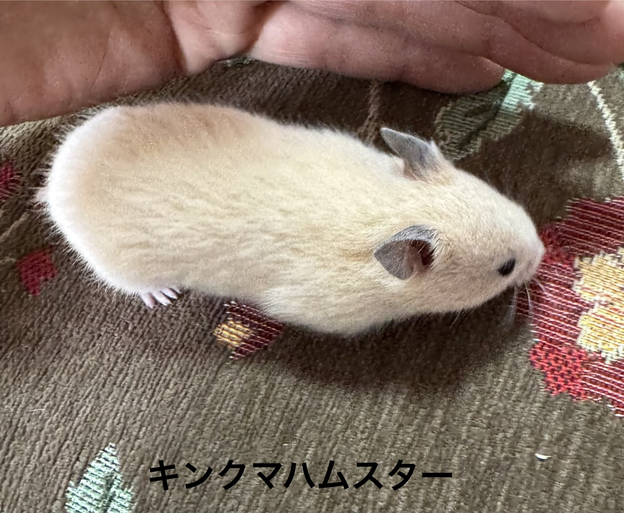 キンクマハムスター - 横須賀久里浜店 | ペッツワン