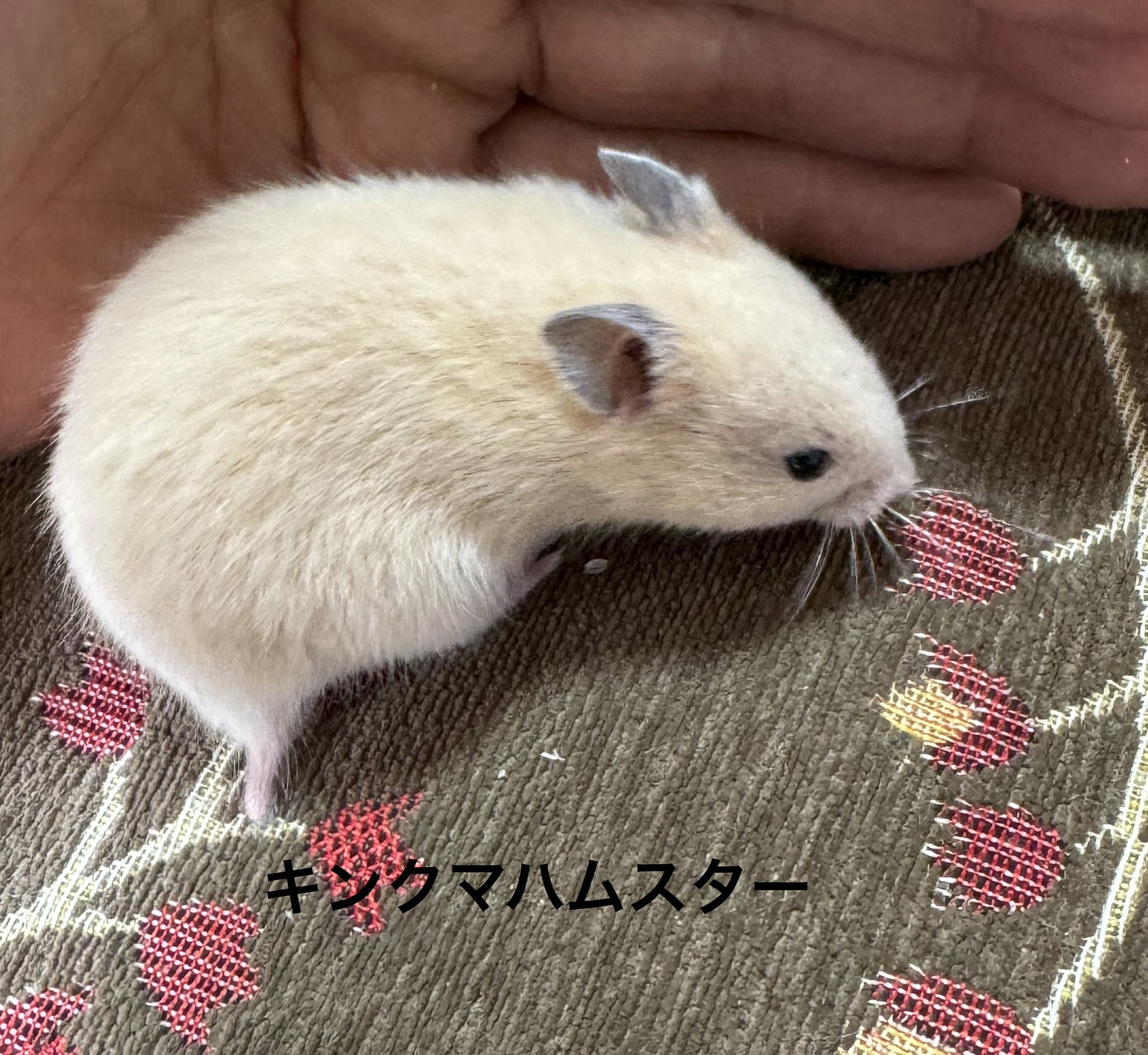 キンクマハムスター - 横須賀久里浜店 | ペッツワン