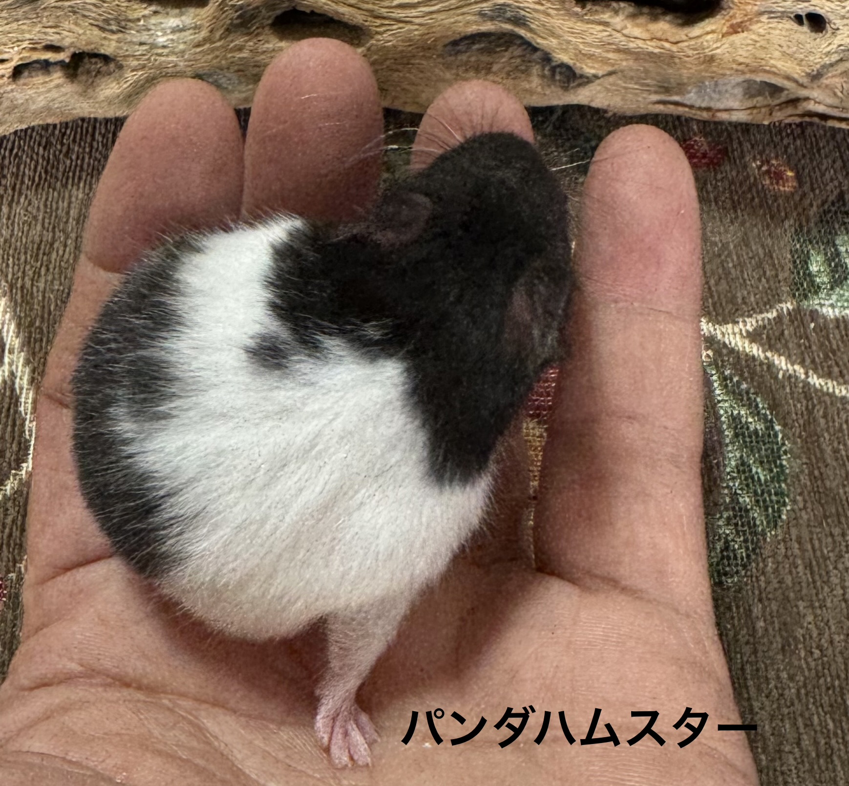 ゴールデンハムスター - 横須賀久里浜店 | ペッツワン