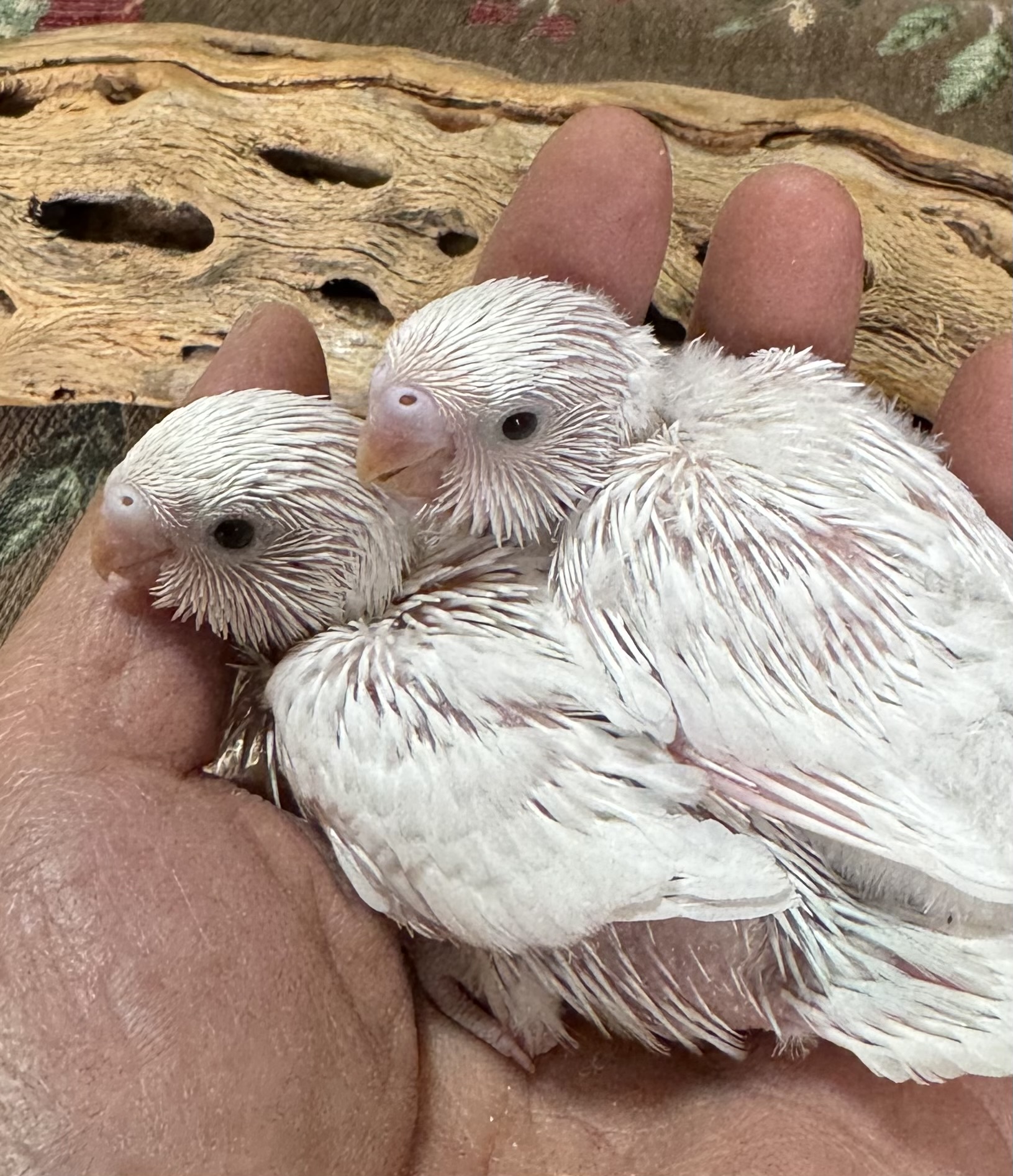 セキセイインコ - 横須賀久里浜店 | ペッツワン