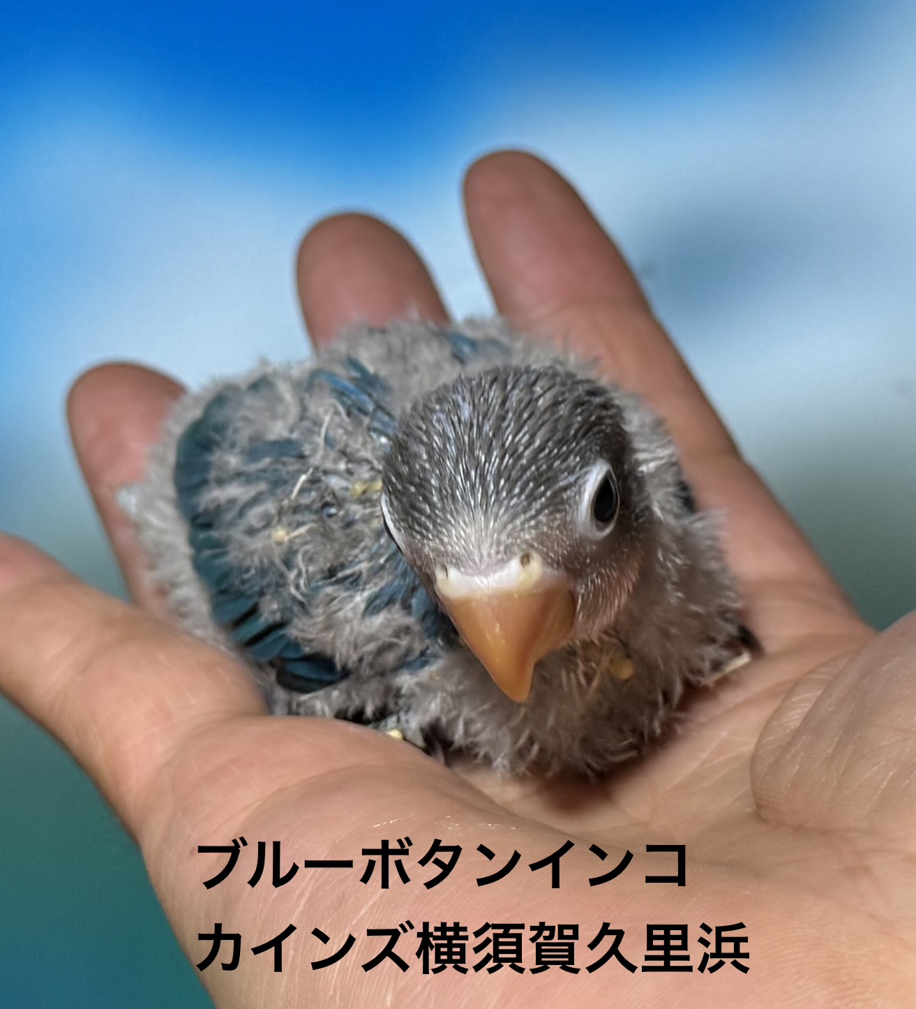 ボタンインコ - 横須賀久里浜店 | ペッツワン