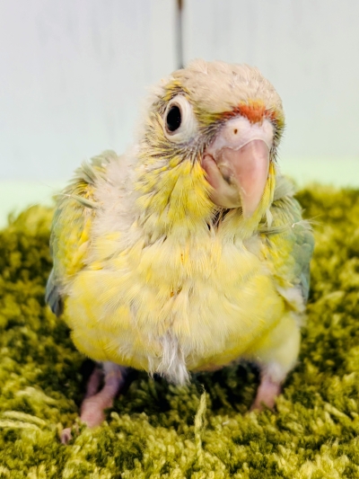 ホオミドリアカオウロコインコ - 神戸垂水店 | ペッツワン