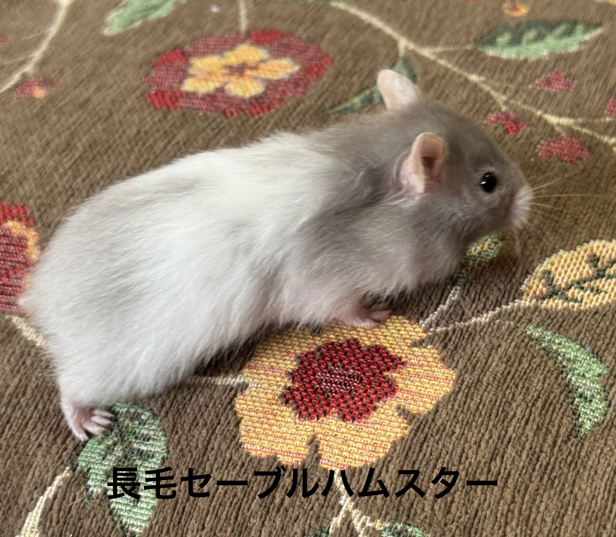 ゴールデンハムスター - 横須賀久里浜店 | ペッツワン