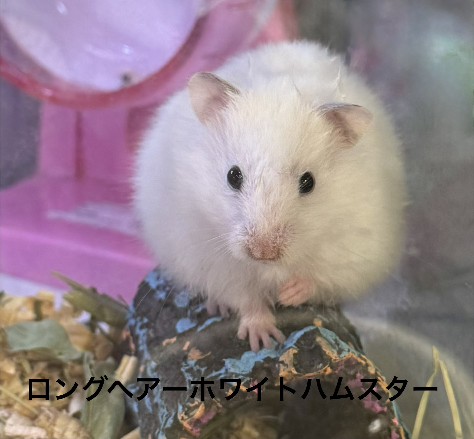 ゴールデンハムスター - 横須賀久里浜店 | ペッツワン