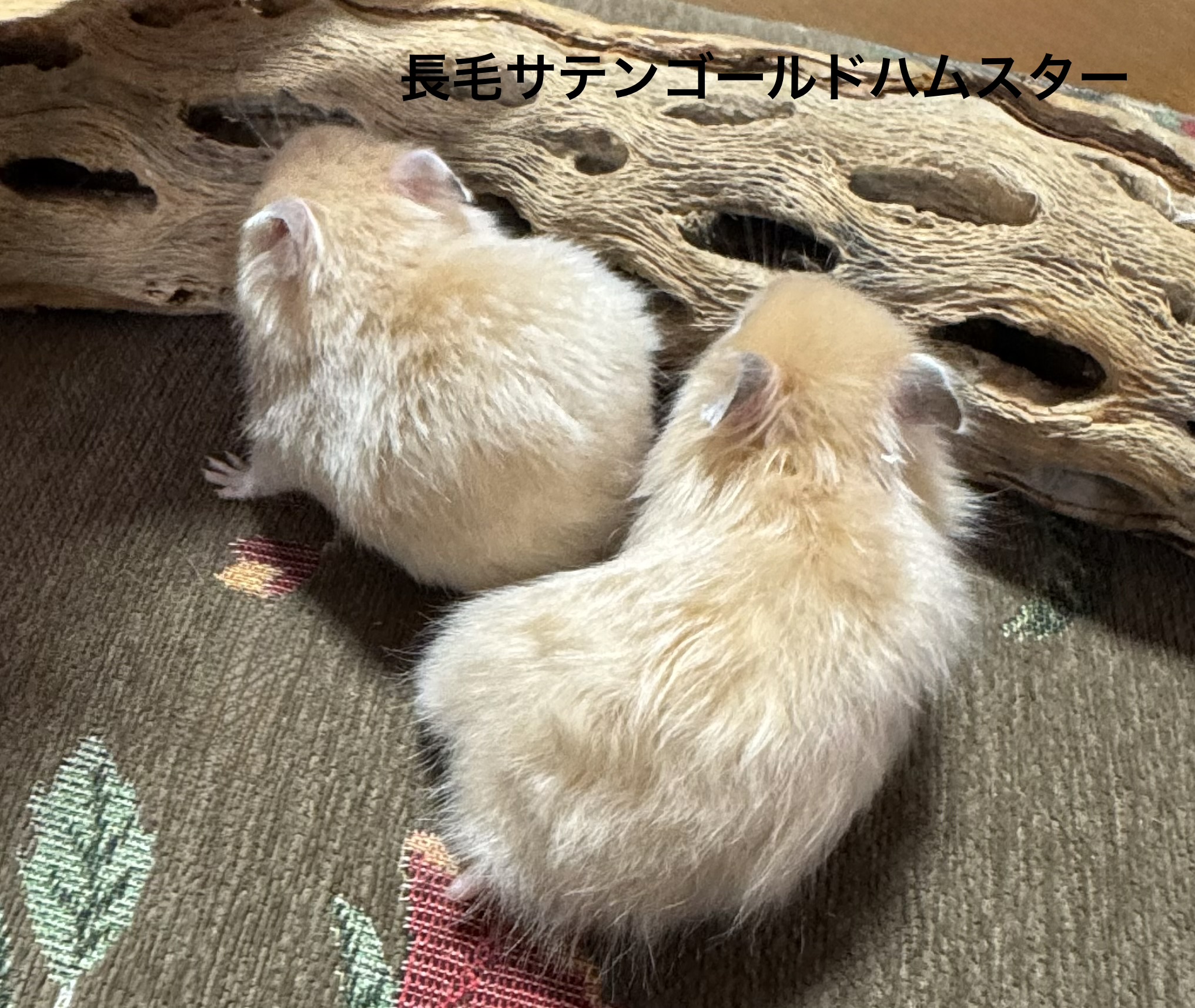 ゴールデンハムスター - 横須賀久里浜店 | ペッツワン