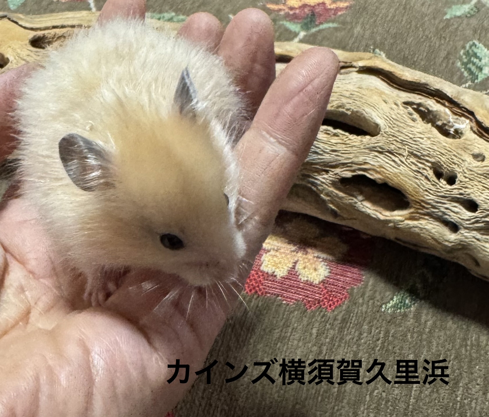 ゴールデンハムスター - 横須賀久里浜店 | ペッツワン