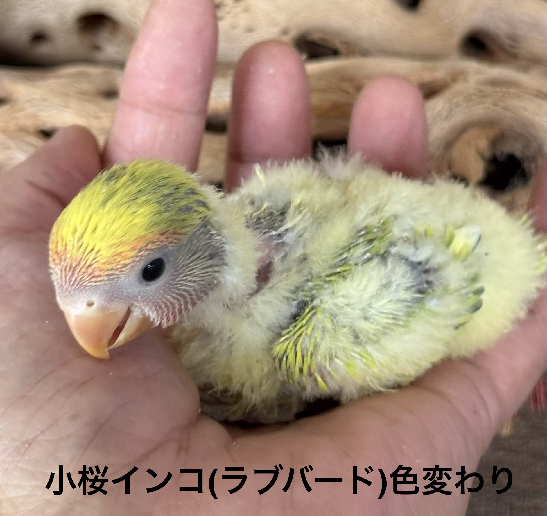 コザクラインコ - 横須賀久里浜店 | ペッツワン