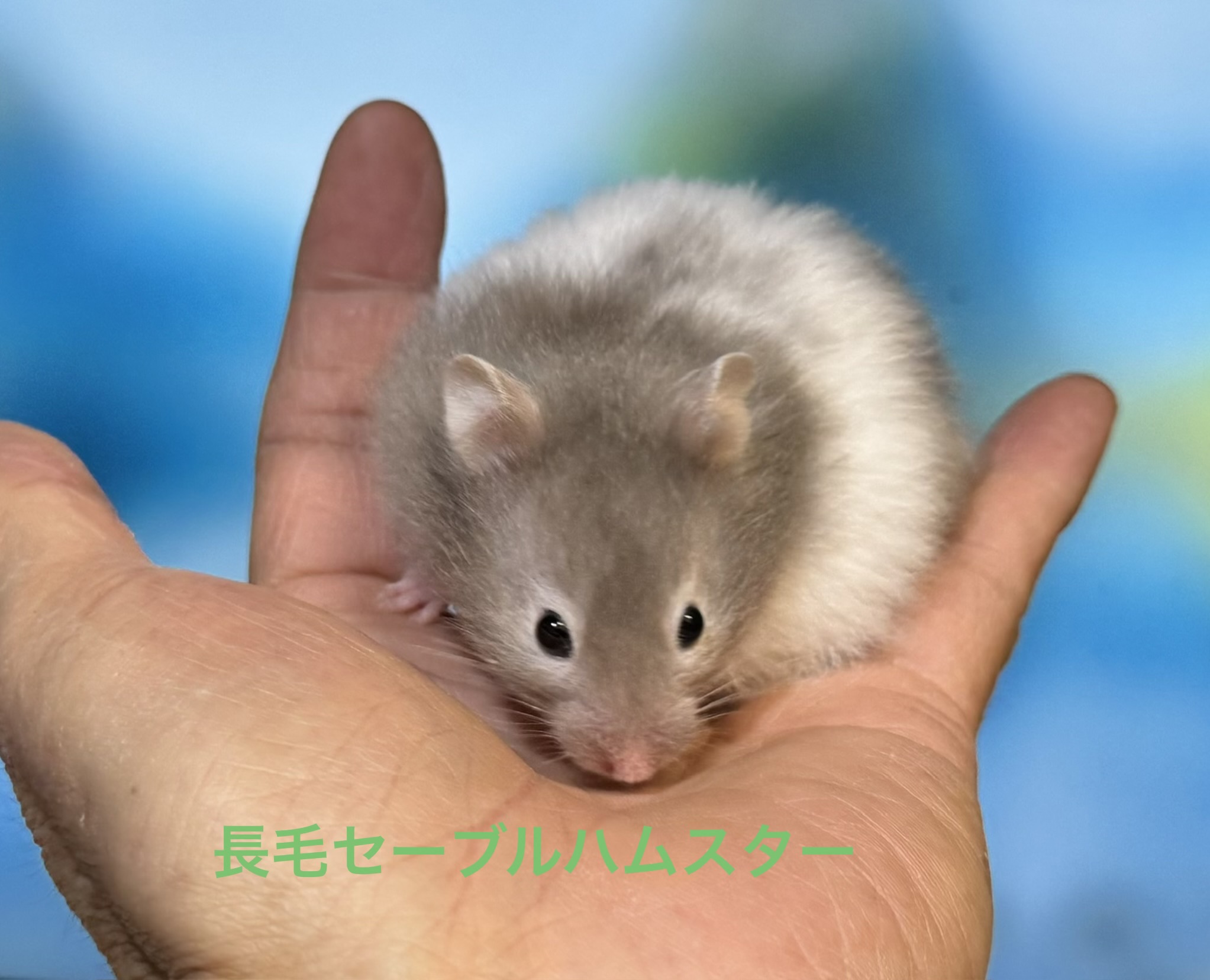 ゴールデンハムスター - 横須賀久里浜店 | ペッツワン