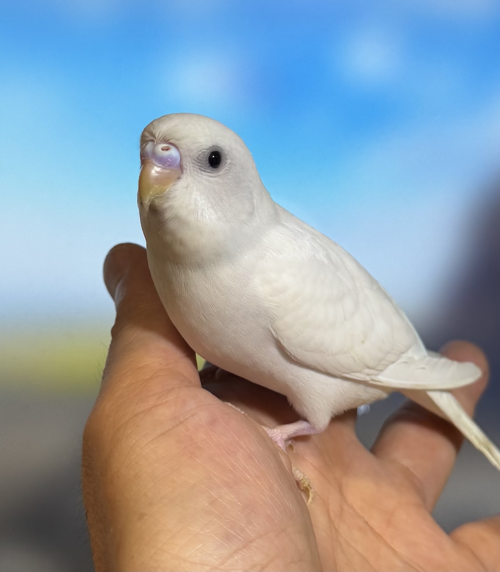 セキセイインコ - 横須賀久里浜店 | ペッツワン