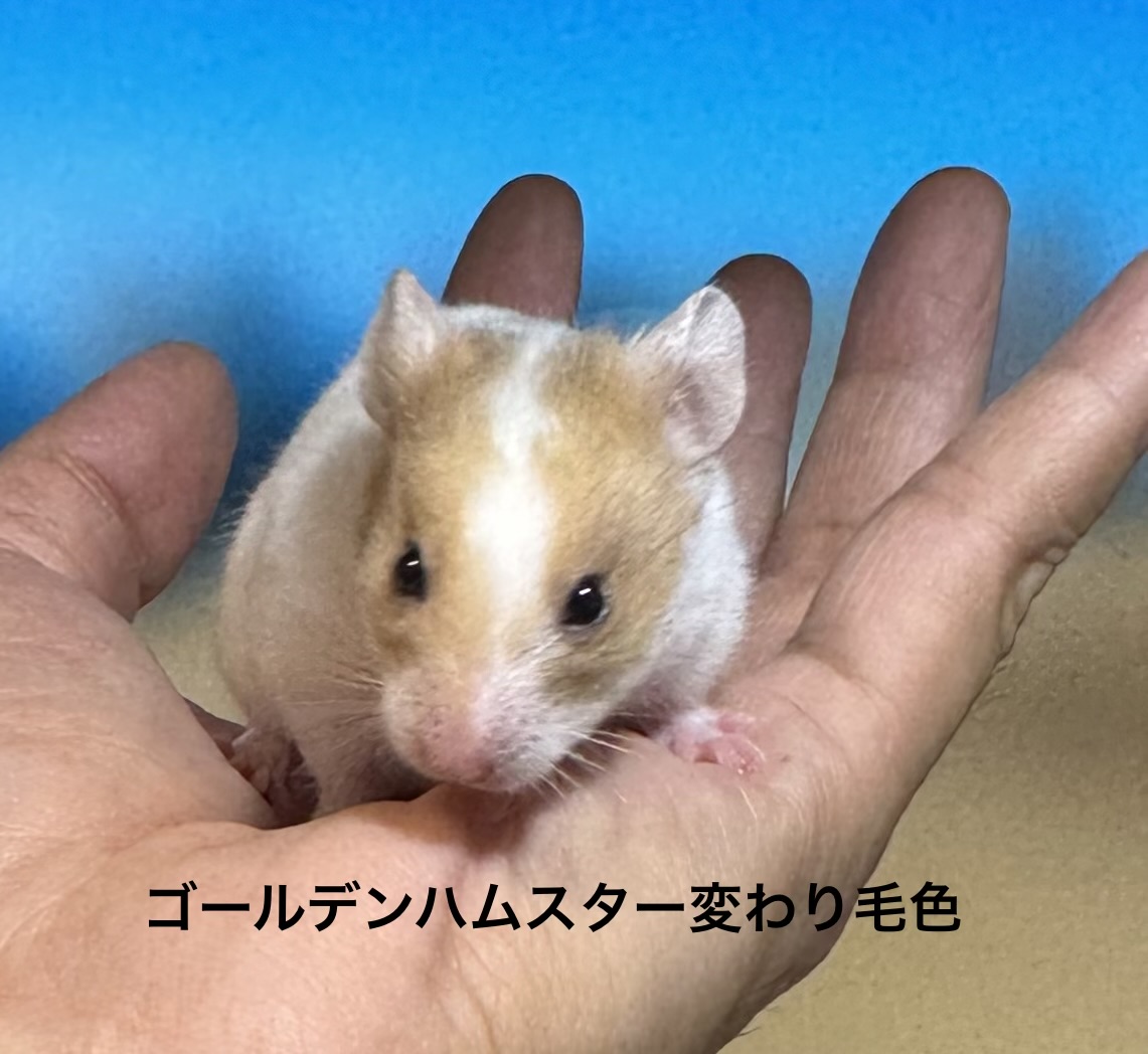 ゴールデンハムスター - 横須賀久里浜店 | ペッツワン