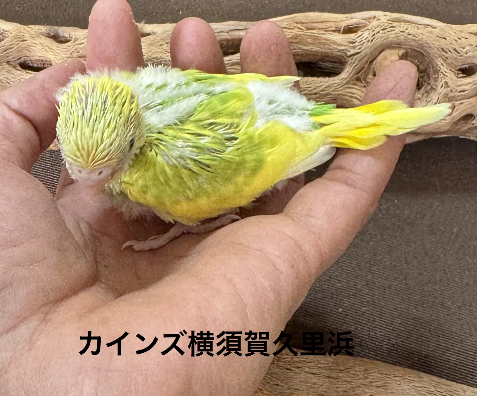 セキセイインコ - 横須賀久里浜店 | ペッツワン