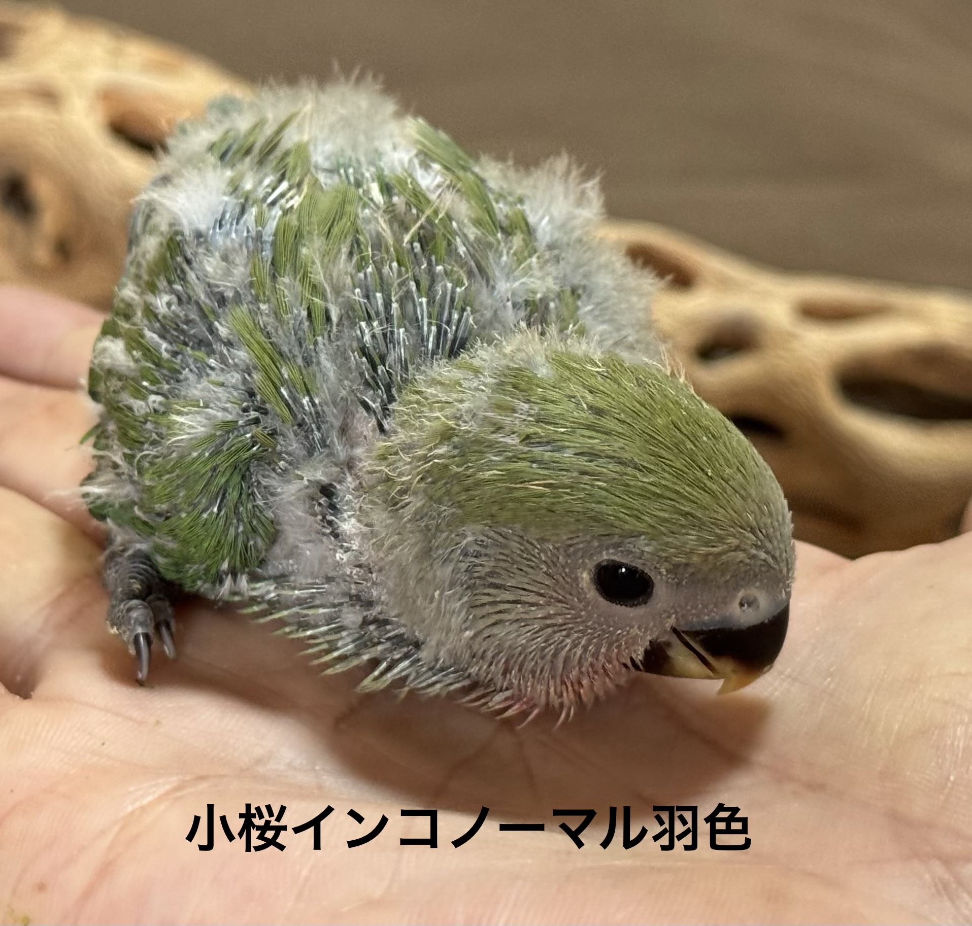 コザクラインコ - 横須賀久里浜店 | ペッツワン