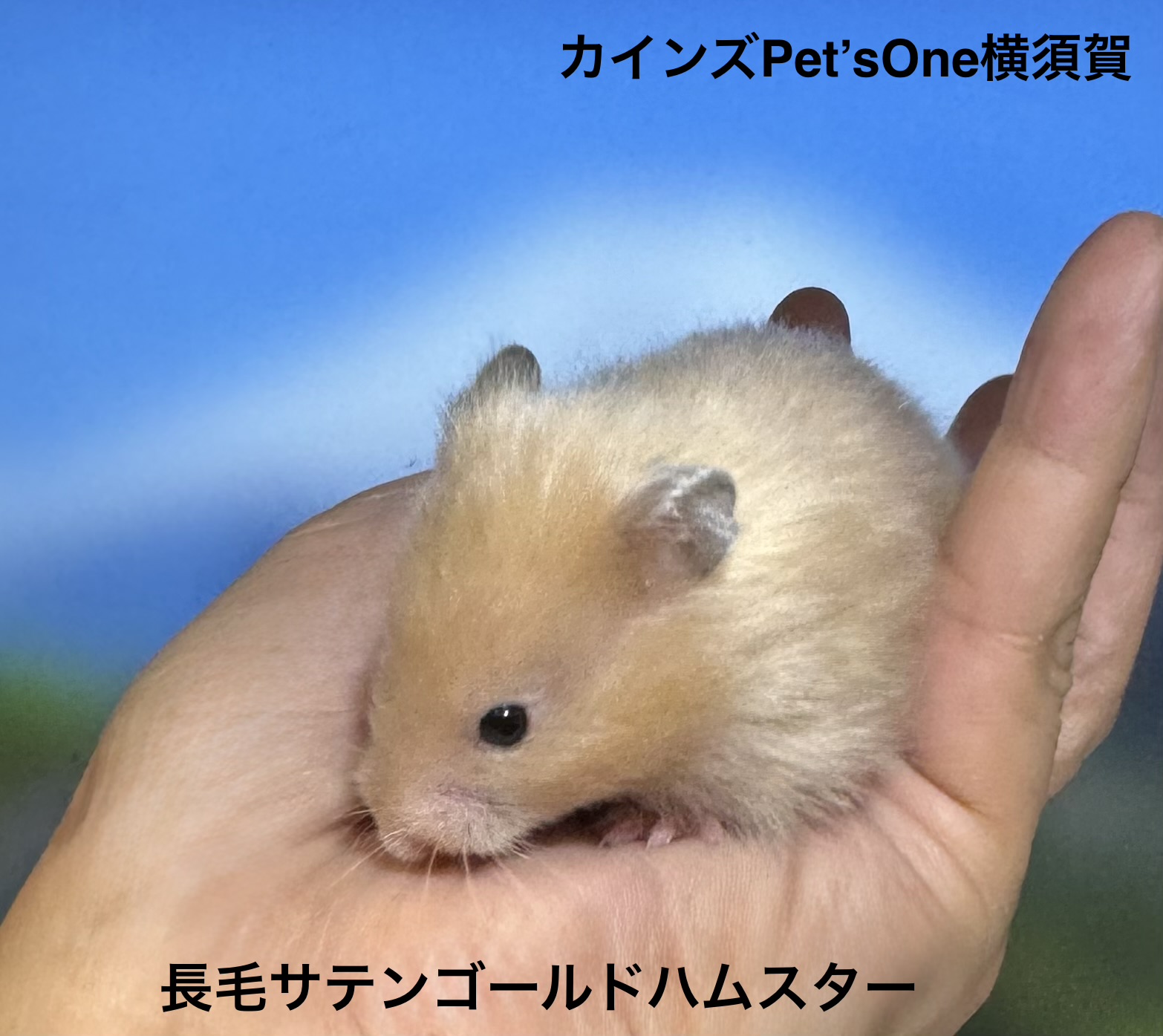 ゴールデンハムスター - 横須賀久里浜店 | ペッツワン