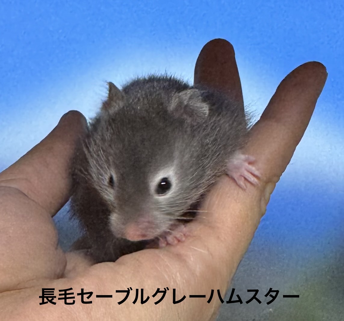 ゴールデンハムスター - 横須賀久里浜店 | ペッツワン