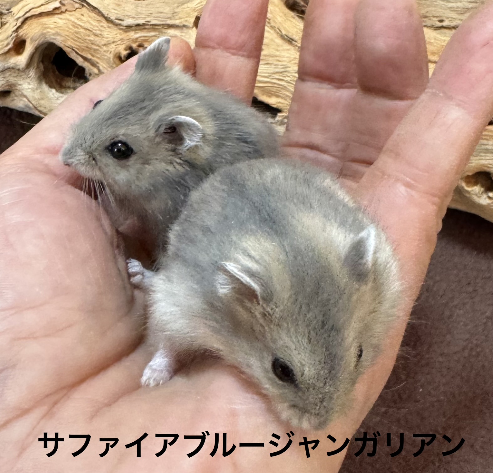 ジャンガリアンハムスター - 三浦店 | ペッツワン