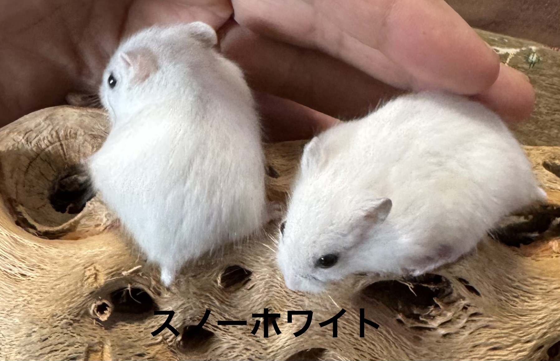 ジャンガリアンハムスター - 三浦店 | ペッツワン