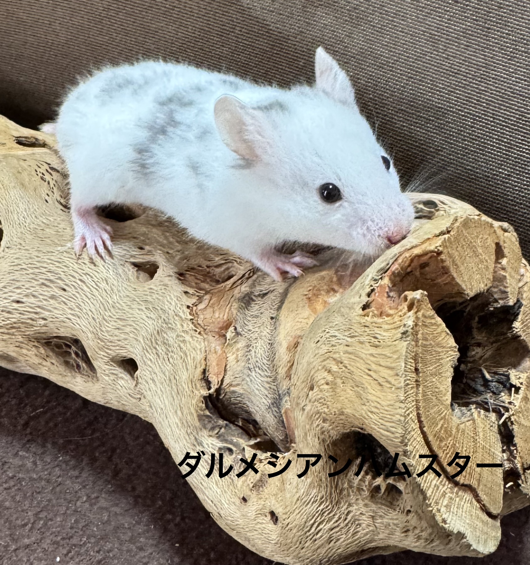 ダルメシアンハムスター - 横須賀久里浜店 | ペッツワン