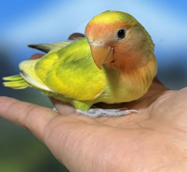 鳥・小動物・観賞魚 - 三浦店 | ペッツワン