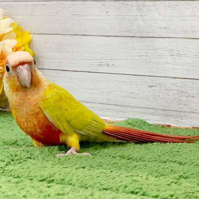 ホオミドリアカオウロコインコ - 神戸ひよどり台店 | ペッツワン