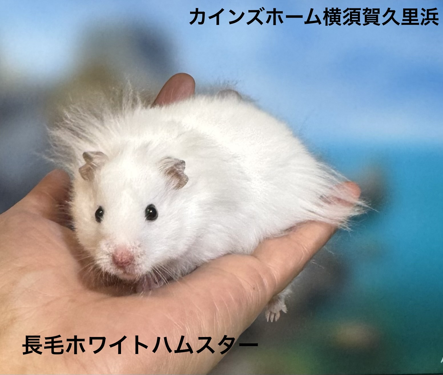 ゴールデンハムスター - 横須賀久里浜店 | ペッツワン