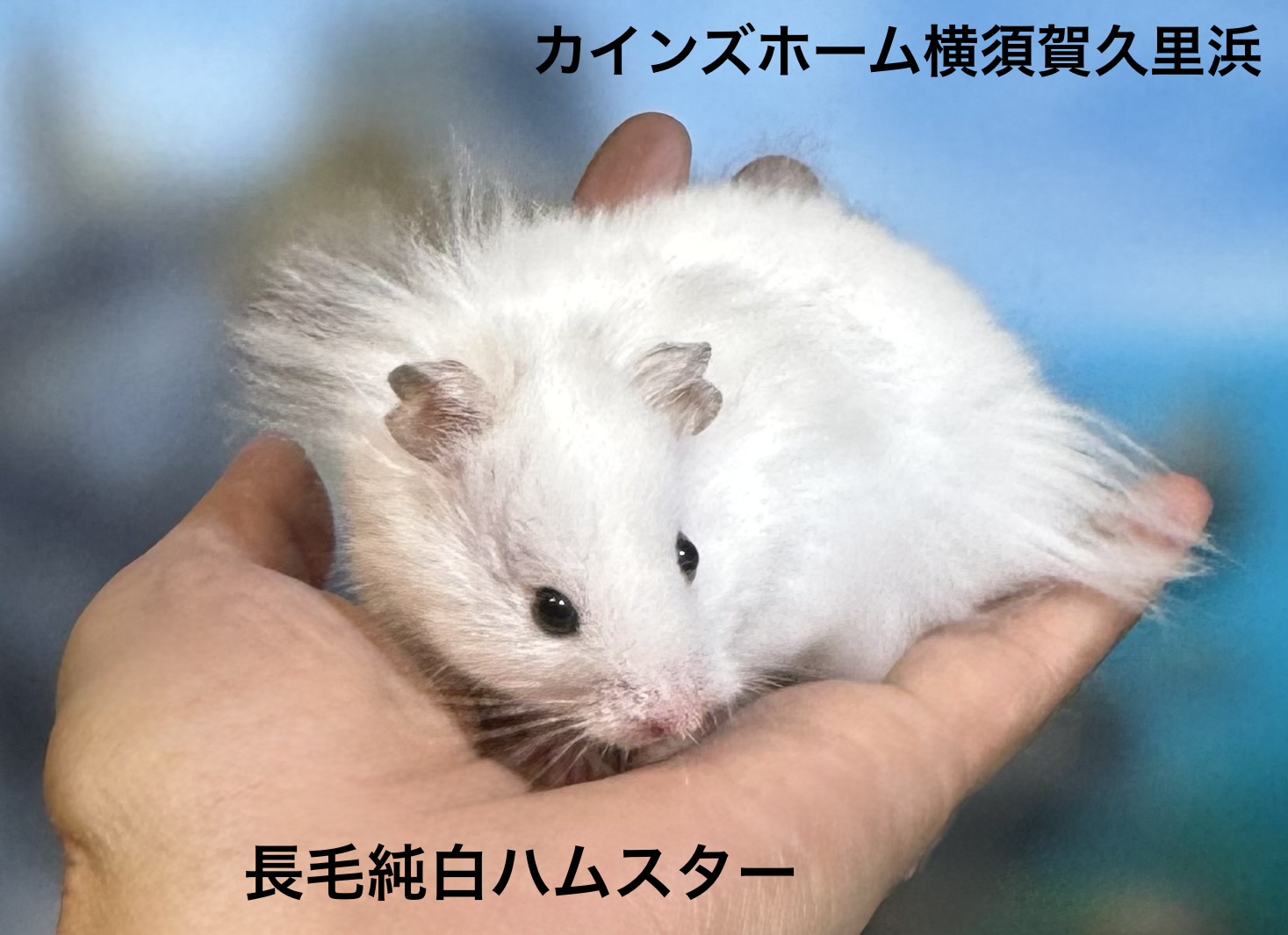 ゴールデンハムスター - 横須賀久里浜店 | ペッツワン