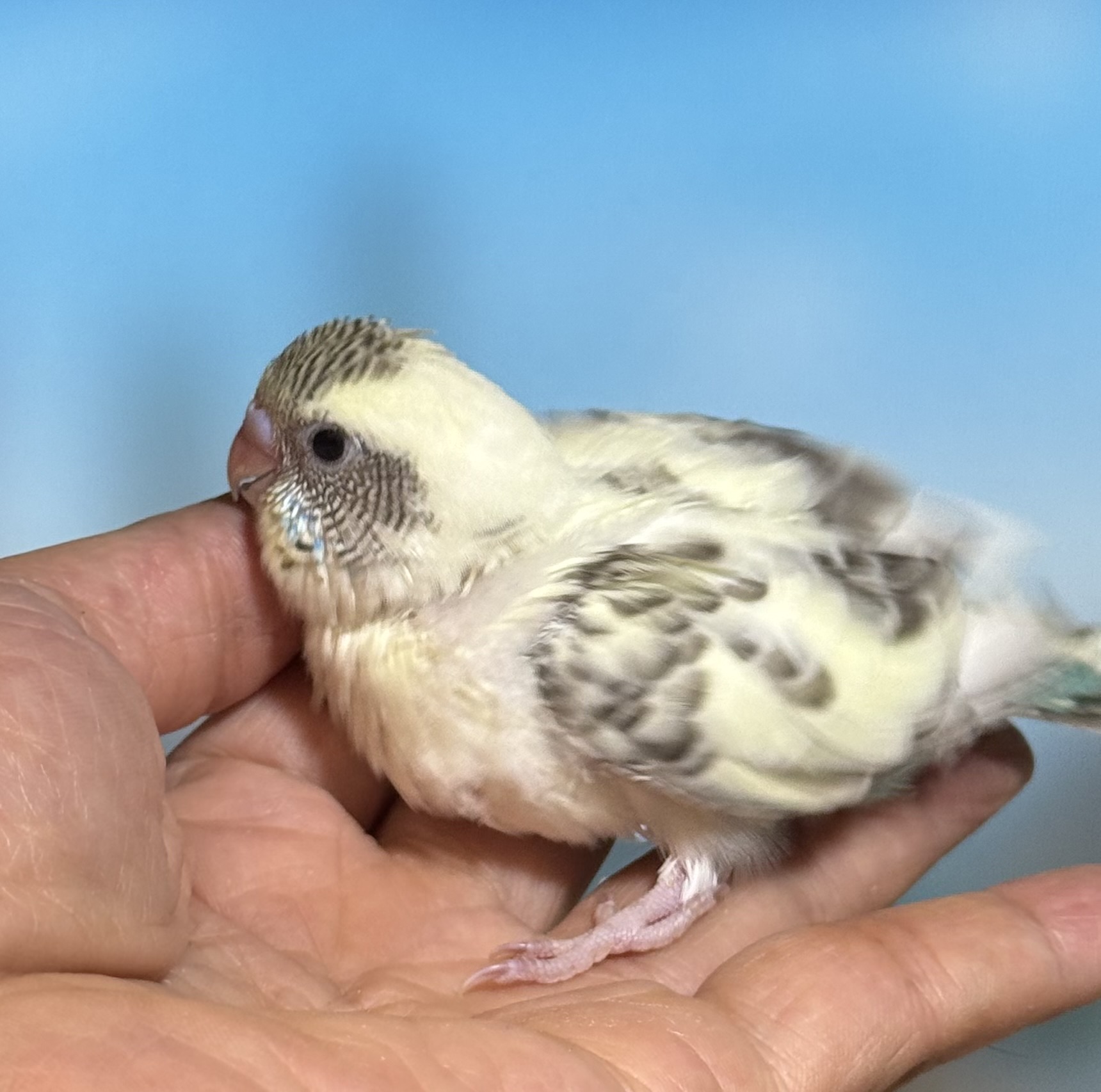 セキセイインコ - 横須賀久里浜店 | ペッツワン