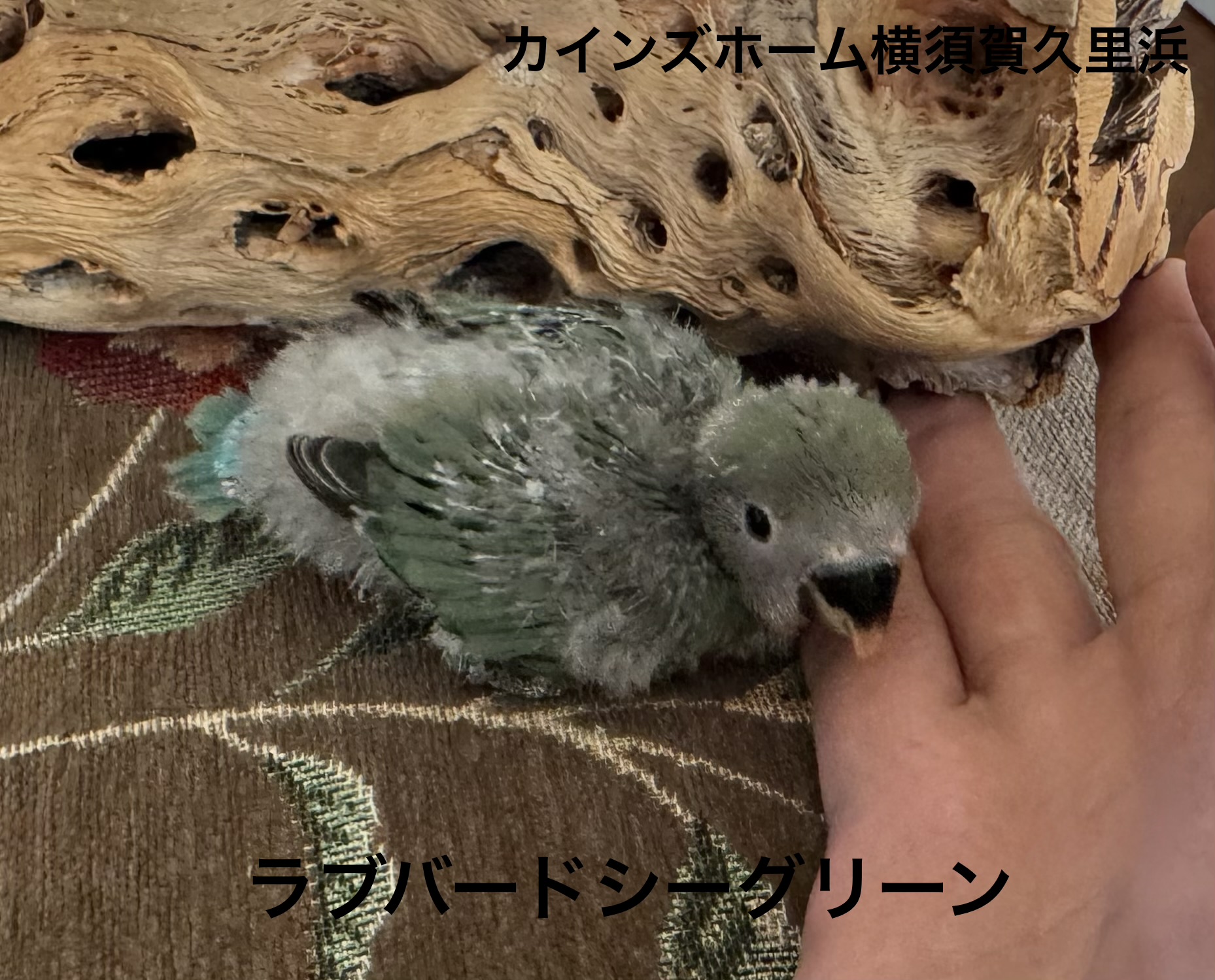 コザクラインコ - 横須賀久里浜店 | ペッツワン