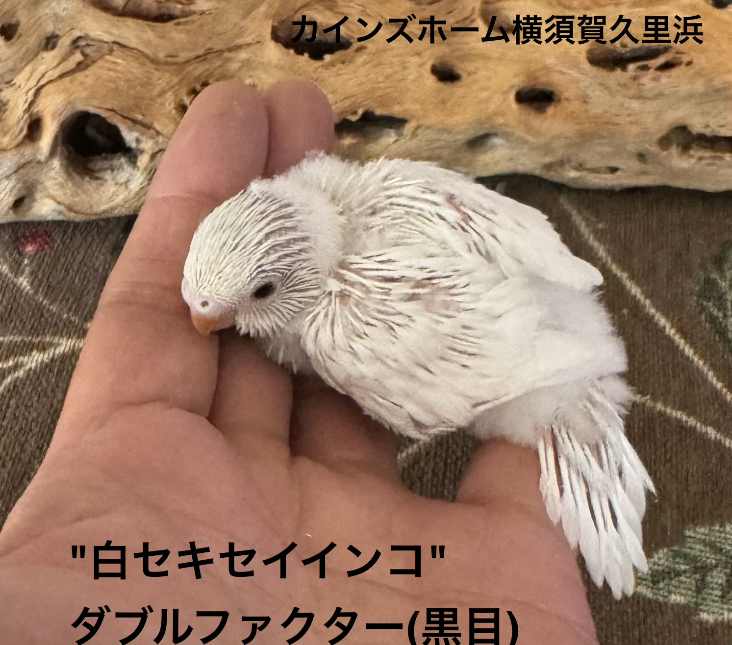 セキセイインコ - 横須賀久里浜店 | ペッツワン