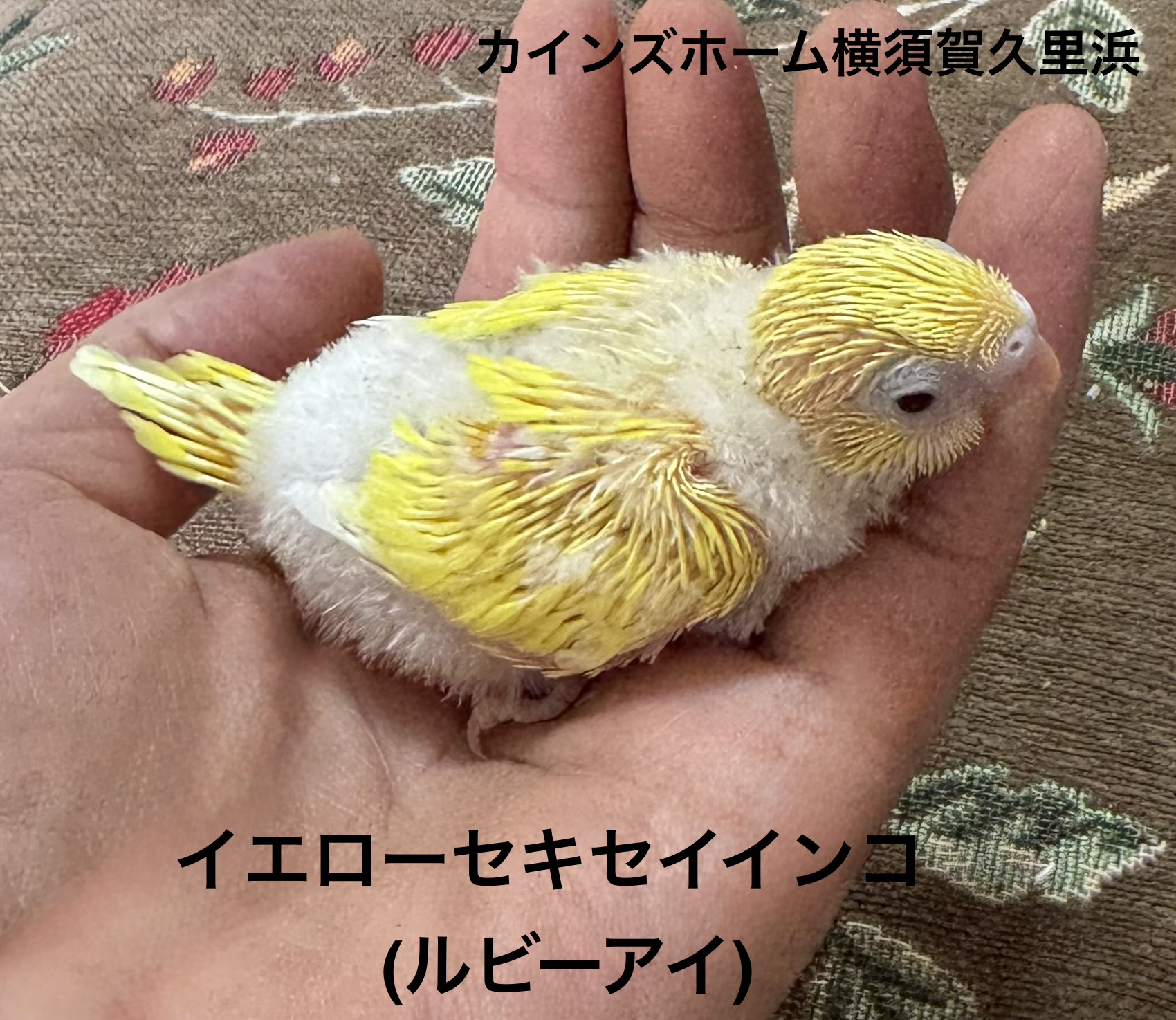 セキセイインコ - 横須賀久里浜店 | ペッツワン