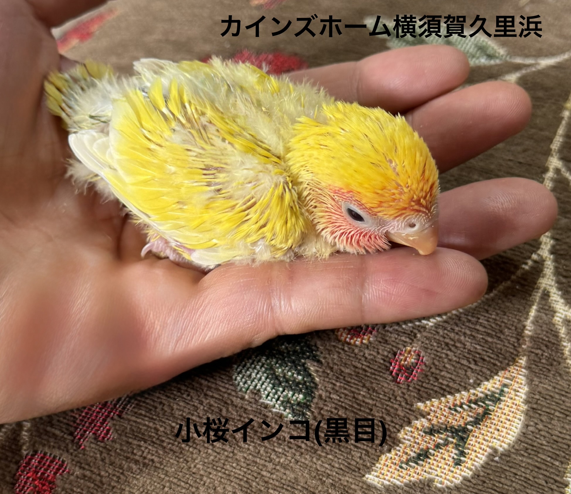 コザクラインコ - 横須賀久里浜店 | ペッツワン