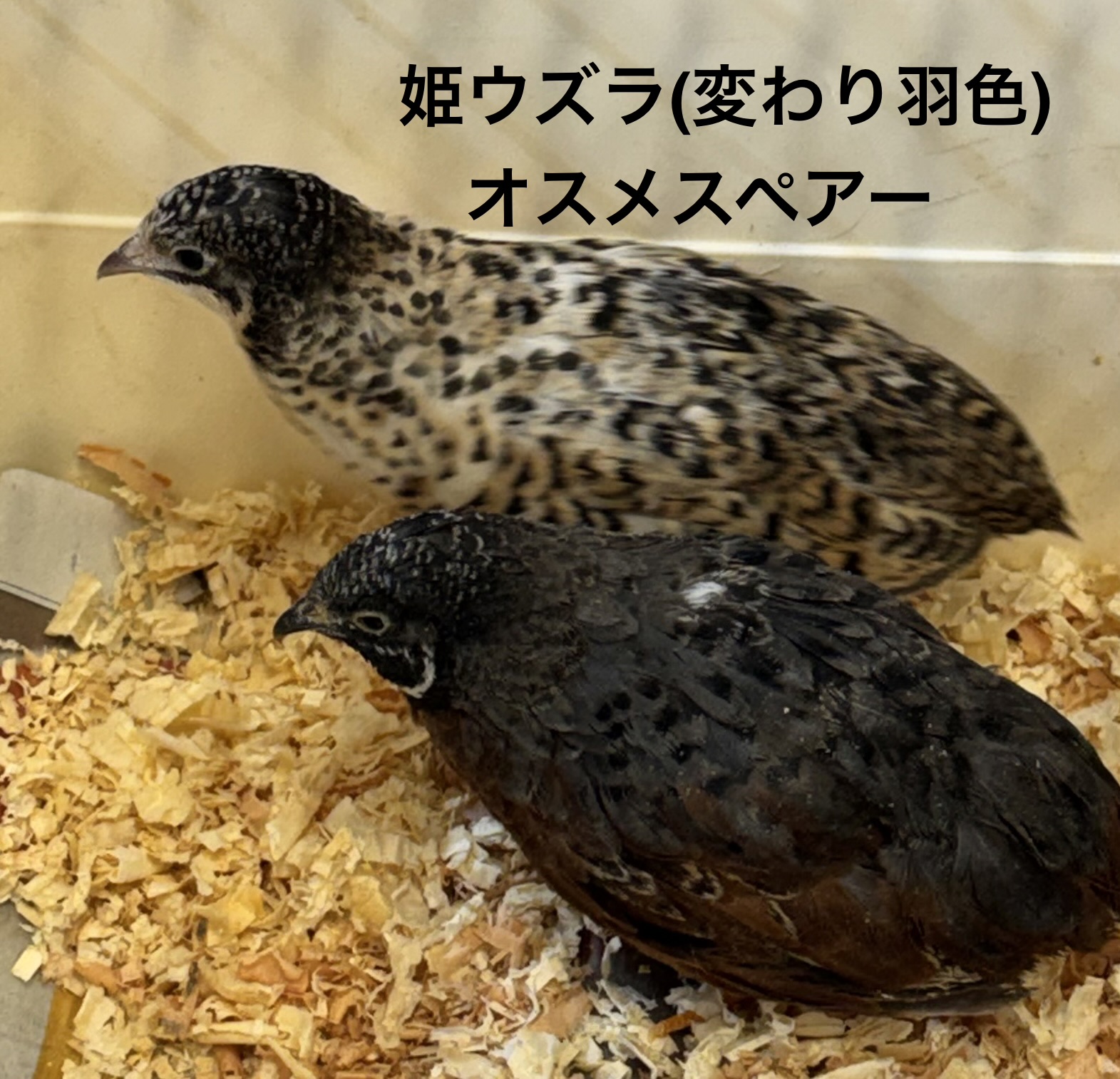ヒメウズラ - 横須賀久里浜店 | ペッツワン