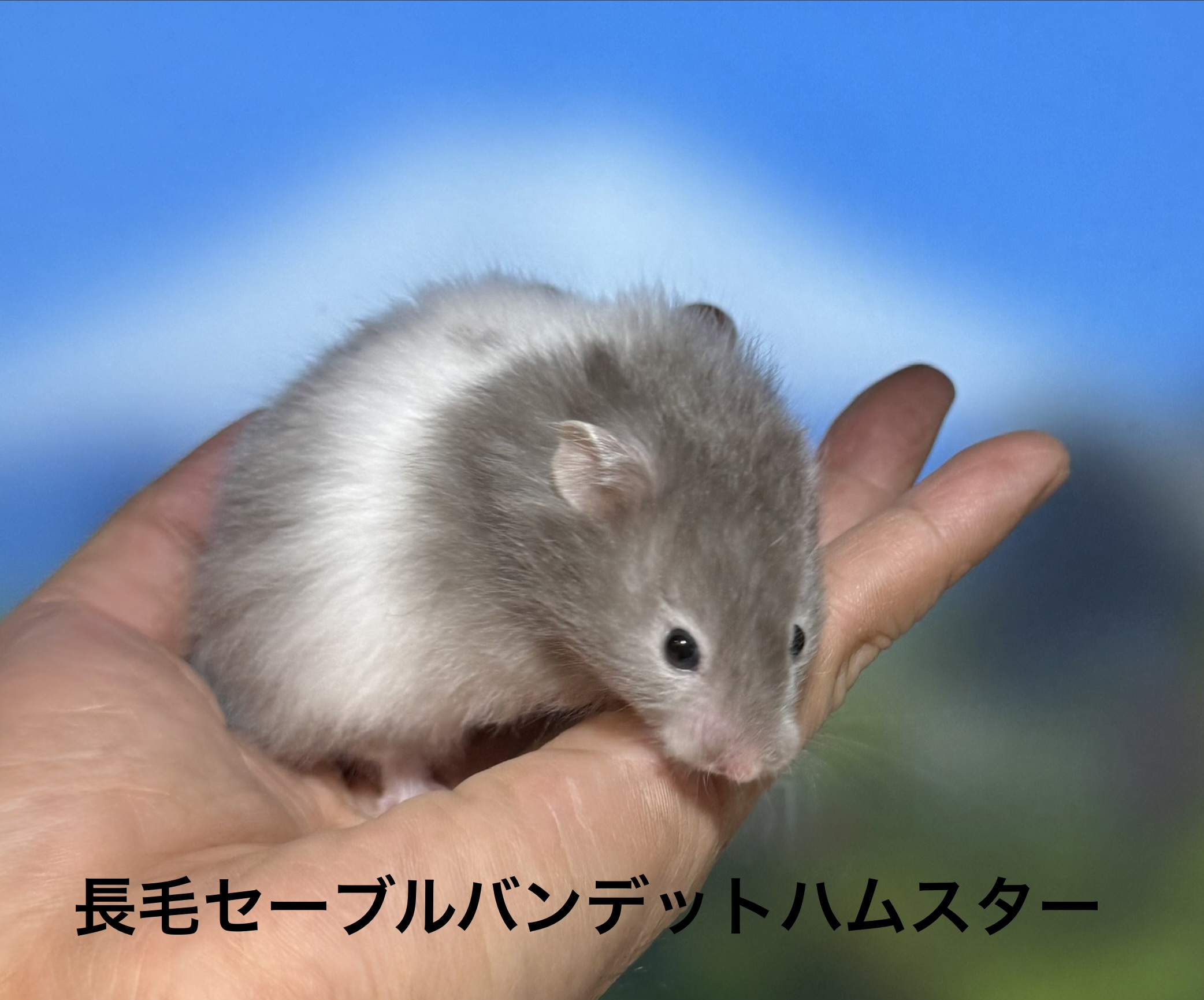 ゴールデンハムスター - 横須賀久里浜店 | ペッツワン