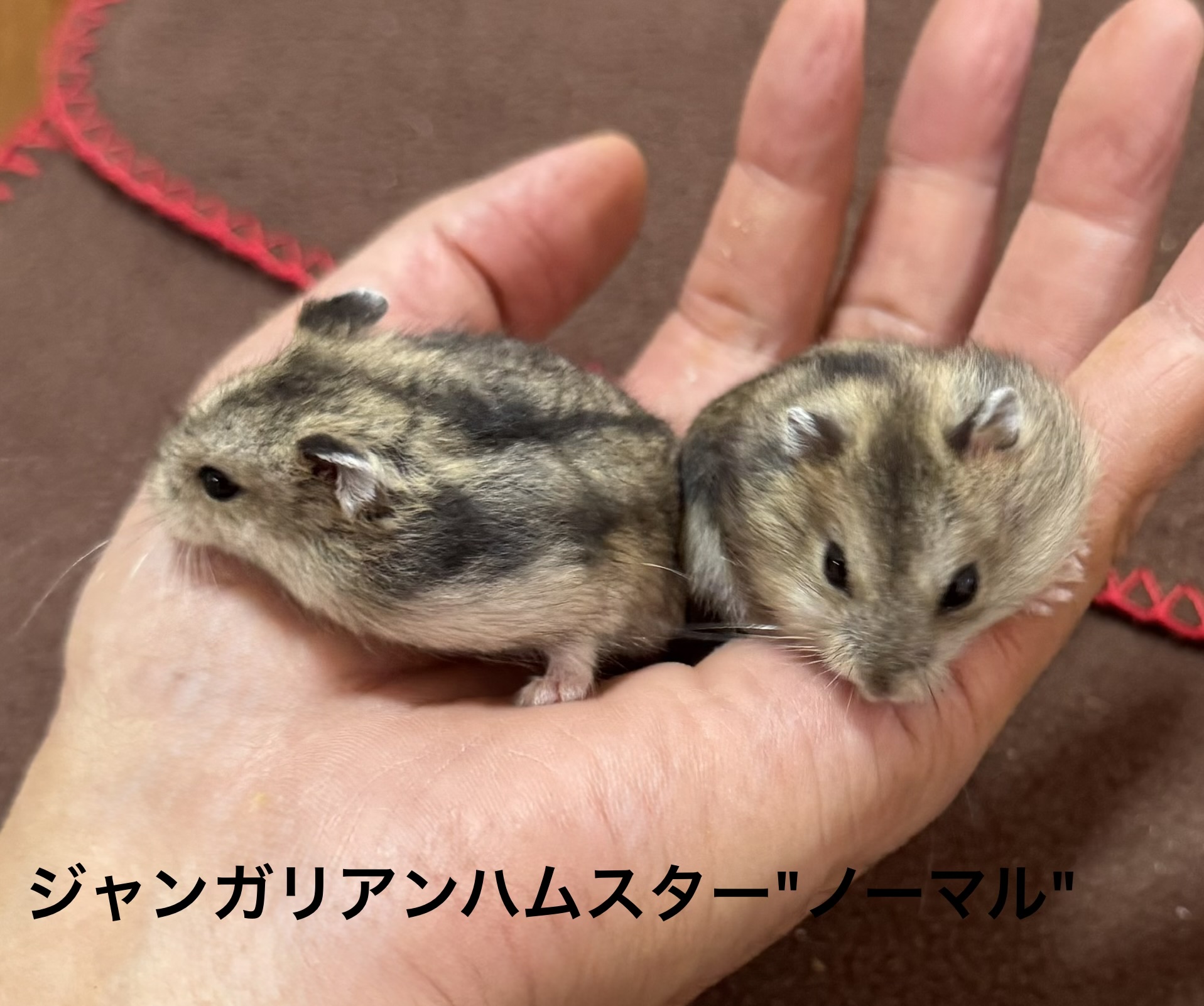 ジャンガリアンハムスター - 横須賀久里浜店 | ペッツワン