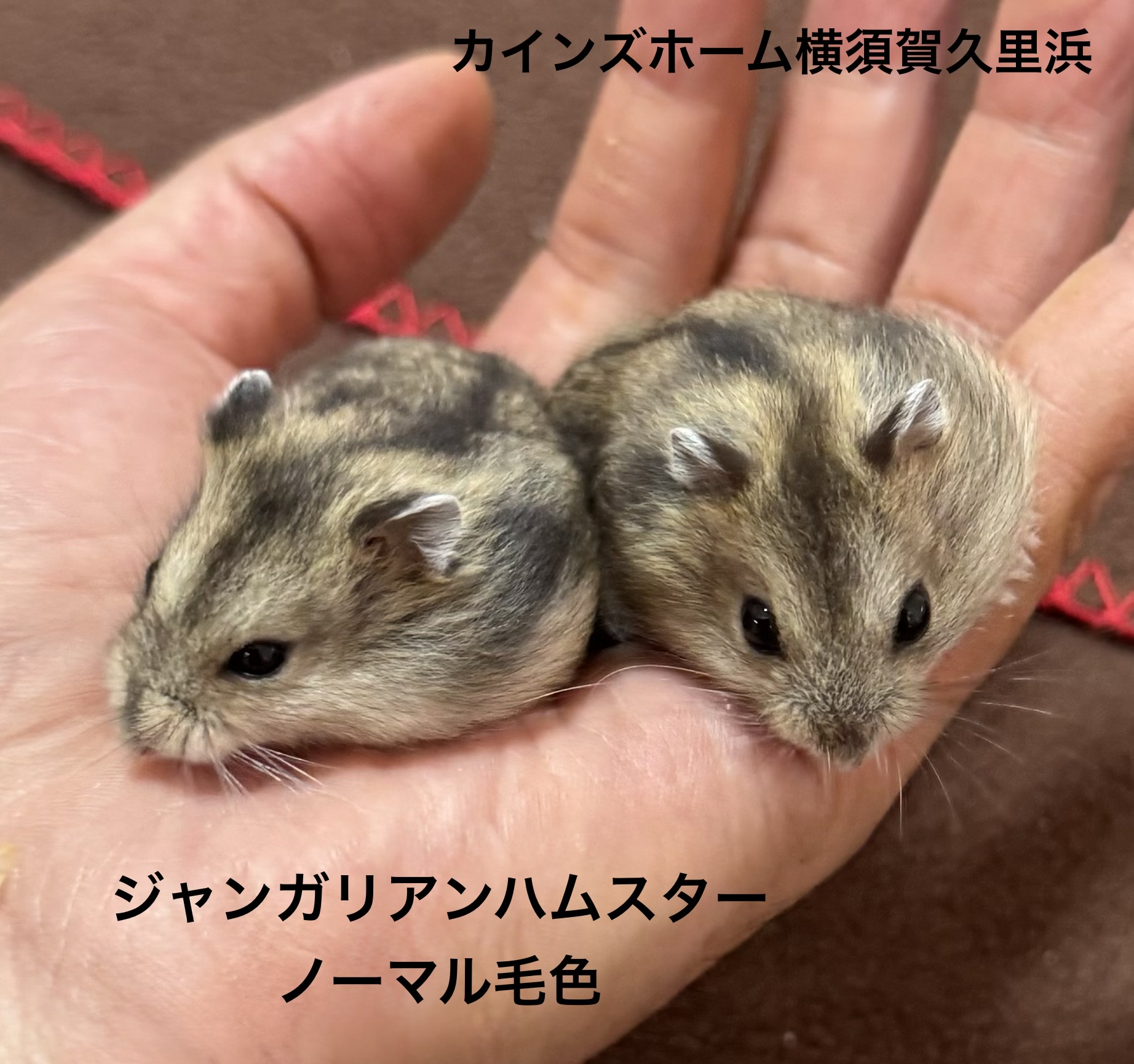 ジャンガリアンハムスター - 横須賀久里浜店 | ペッツワン